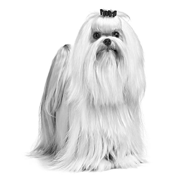 Royal Canin Maltese Terrier 1,5 Kg