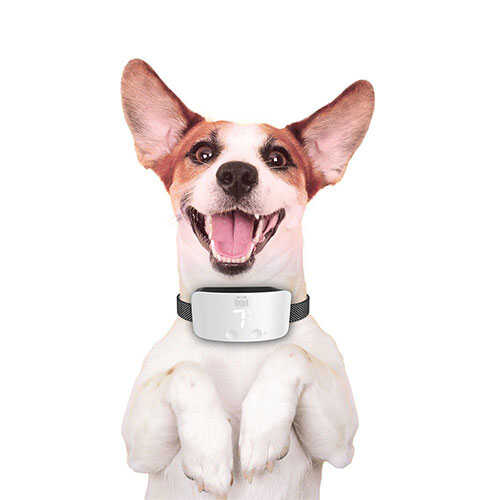 Doggie Havlama Önleyici Eğitim Tasması Whıte