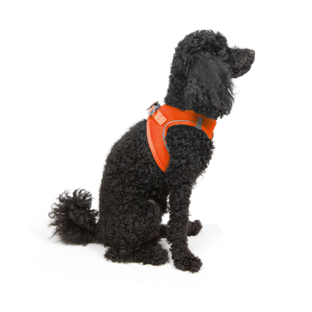 Aır-mesh Harness Orange S